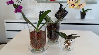 : ,    .   .  /The best orchid planting
