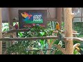 Jurong bird park singapore  asias largest bird paradise