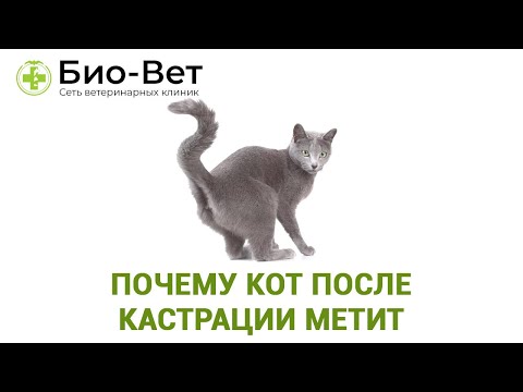 Вопрос: Можно ли отучить кота орать Как?