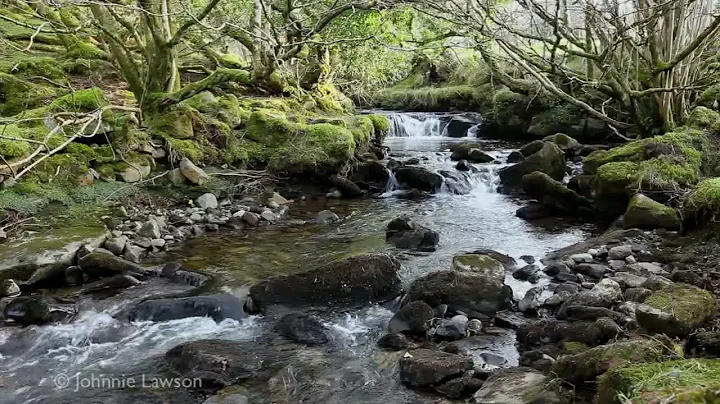 Forest River Nature Sounds - Mountain Stream - 1 Hour Birdsong Version - Ambience Series Ep.6 - DayDayNews