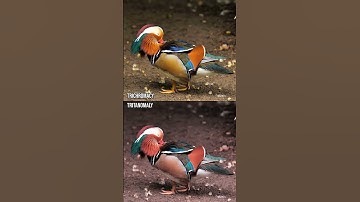 How do those with colour blindness perceive a mandarin duck?#Shorts #ColourBlind #ColorBlind