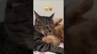 Cat😻 #cat #pets #cute #gatitosgraciosos #mascotas #thenightwemet #videoviral #shorts