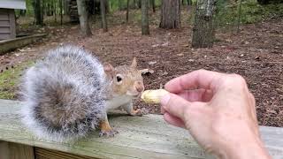 Benji the Squirrel is Back for Peanuts 10.2.2021 by PrettySlick2 171 views 2 years ago 18 seconds