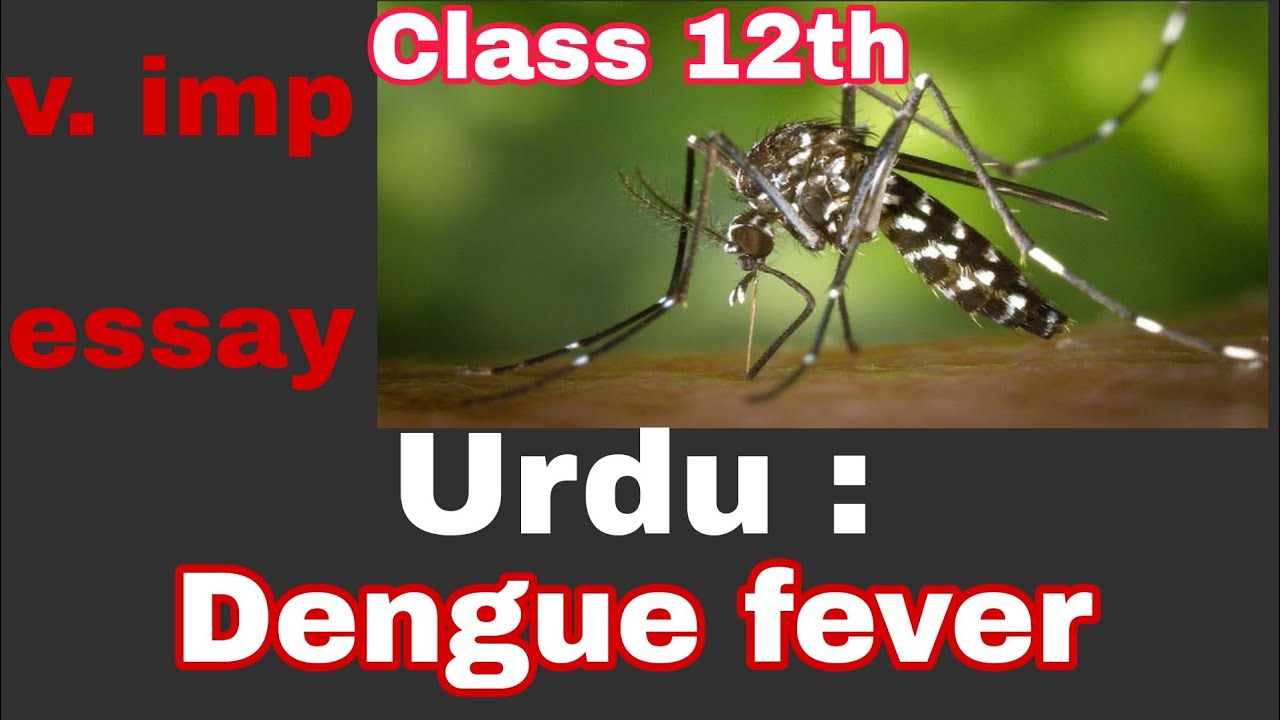 essay on dengue virus in urdu