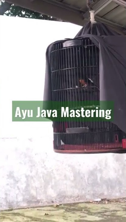 Murai Batu Rasa Kenari