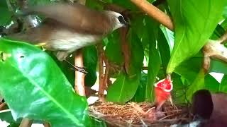 The mother trucukan bird returns to its nest when it is almost dark by Unique birds 99 609 views 2 weeks ago 8 minutes, 52 seconds
