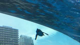 空飛ぶペンギン！サンシャイン水族館新エリアオープン当日✩