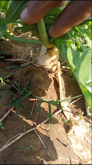 beautiful vegetable #muli #beautiful #farming #best #satisfying #viral #bome