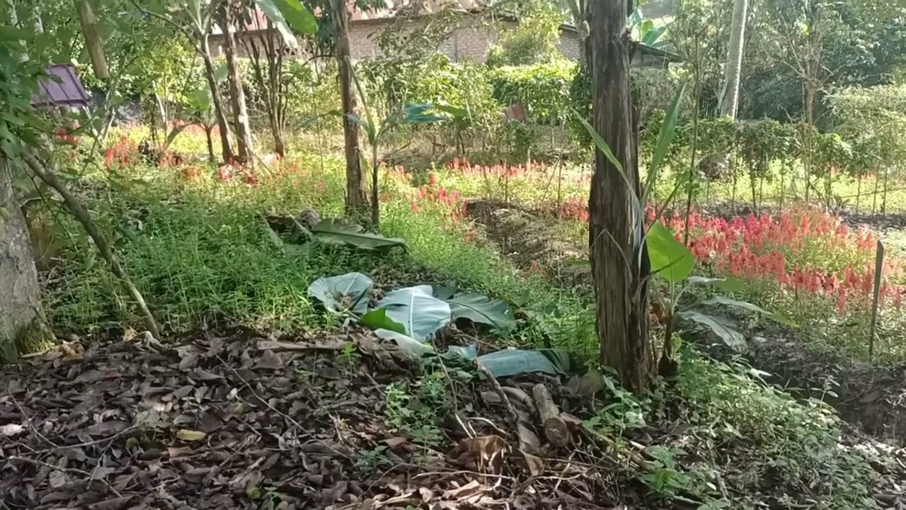 cara mudah memperbanyak Bunga Dombeya 