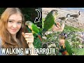Green Cheek Conure Goes Hiking and to the Beach! | How I Walk My Bird