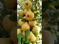 नाशपाती खाने के जबरदस्त फायदे Amazing Benefits Of Eating Pears #healthtips #pears #shorts