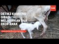 ALHAMDULILLAH, WARGA KANDANG BERTAMBAH 2 EKOR || KAMBING GIBAS LAHIRAN NORMAL