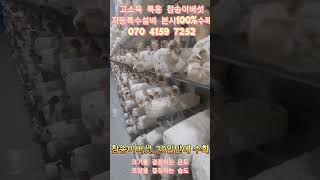 #버섯스마트팜 #참송이버섯 #송화버섯 #버섯재배 #배지