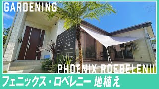 【庭にヤシの木】フェニックス・ロベレニー地植えする。南国植物で庭の雰囲気バツグン！