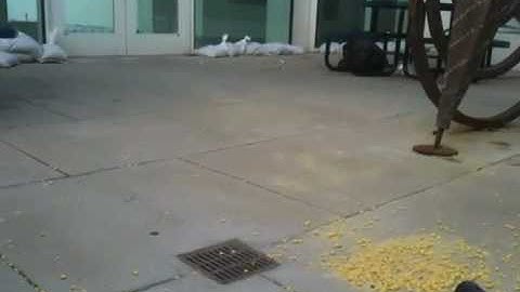 Volcanology 408 pyroclastic density currents part 2