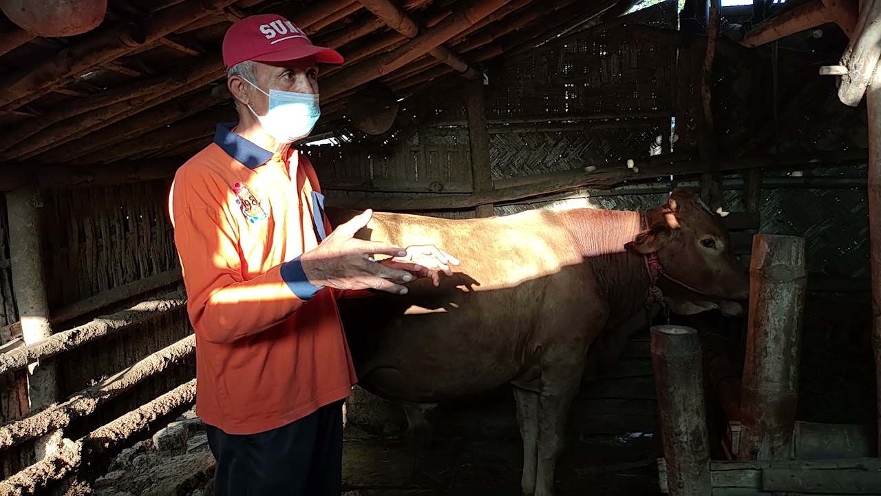 Penanganan  Bovine Ephemeral Fever atau Demam Tiga Hari pada Sapi