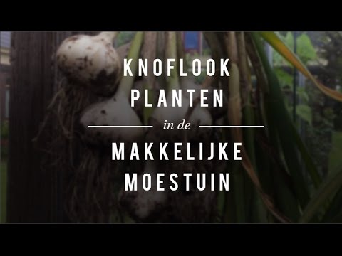 Knoflook planten in de Makkelijke Moestuin
