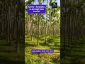 14 Acre Beautiful Areca Nut & Mango Agri Farm For Sale | Karwar | Karnataka agricultural farmresort