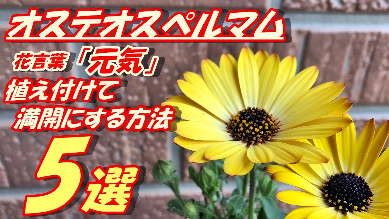 オステナンのリーフレット