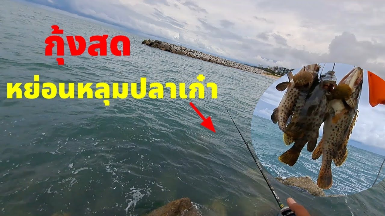 #กุ้งสดหย่อนหลุมปลาเก๋า  PMY