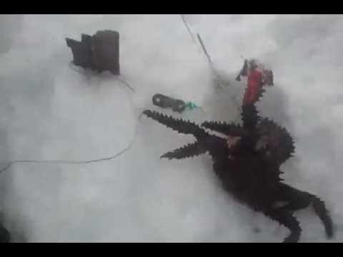 წარმოუდგენელია! მამაკაცმა სქელი ყინულის ქვეშ უზარმაზარი კიბორჩხალა დაიჭირა