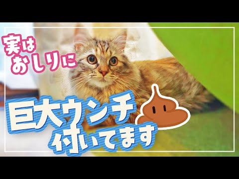 お尻に特大うんちを付けて部屋中を走り回ったテロリスト猫がコチラです【サイベリアン】