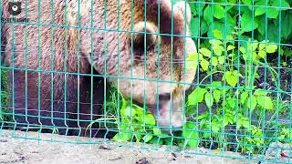 Урожай земляники в усадьбе Мансура созрел🐻🍓