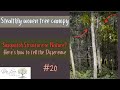 Stealth modified tree canopies - Sasquatch Structure or nature? How to tell the difference #20