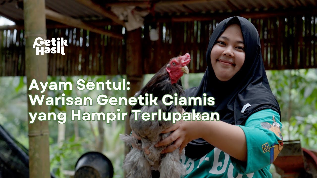 #BisnisAyamSentul Warisan Genetik Ciamis yang Hampir Terlupakan