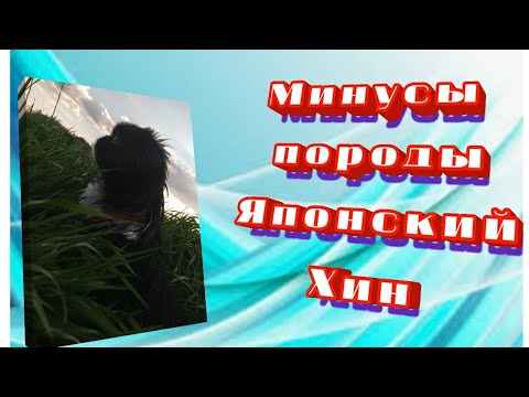 Плюсы и Минусы Японского Хина
