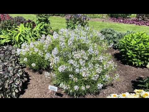 Video: Amsonijos dauginimo metodai – kaip dauginti amsonijos gėles