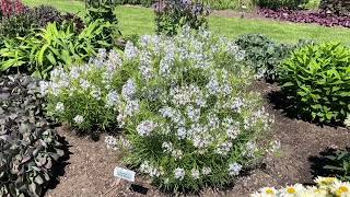 Amsonia String Theory