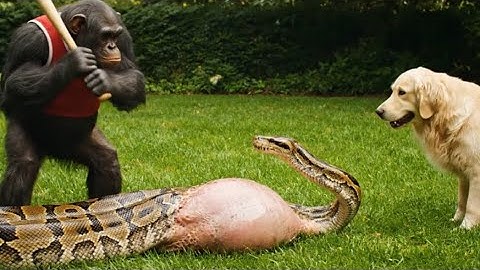 Python Invades Millionaire’s Home — Monkey Hero Rescues Dog in Epic Battle!