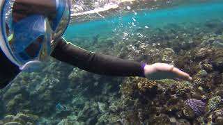 Snorkeling Red Sea Egypt