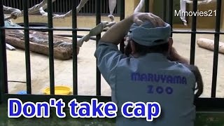 帽子を返して！いたずらっこオランウータン〜Bornean Orang-utans