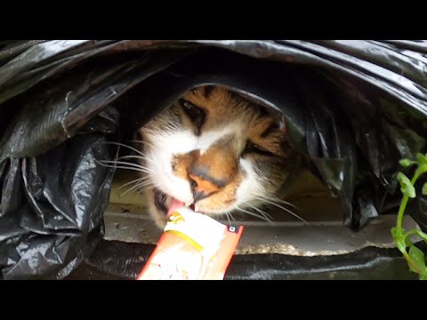 大雨の日に猫ハウスに入ってる猫にちゅ～るを給餌したら高速でペロペロした 野良猫 感動猫動画 ASMR