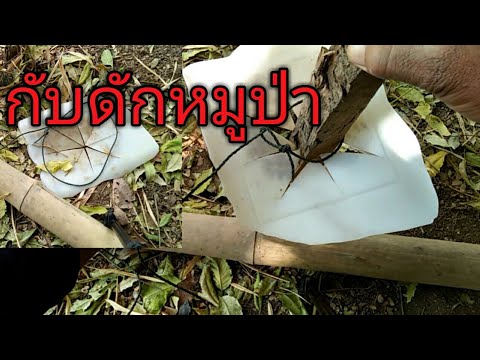 วีดีโอ: วิธีทำเข่าหมูป่าในภาษาเช็กที่บ้าน