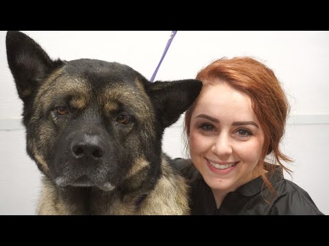 Video: Trendy nový druh psov liečiť akity ísť orechy pre
