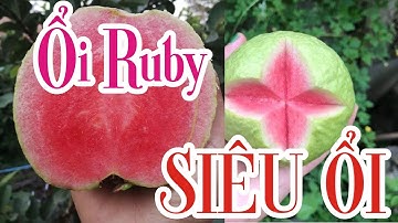 Ổi ruby khi nào ra trái, có dễ trồng không - Kỹ thuật chăm sóc ổi ruby