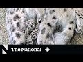 #TheMoment a snow leopard gave birth to two cubs at the Toronto Zoo