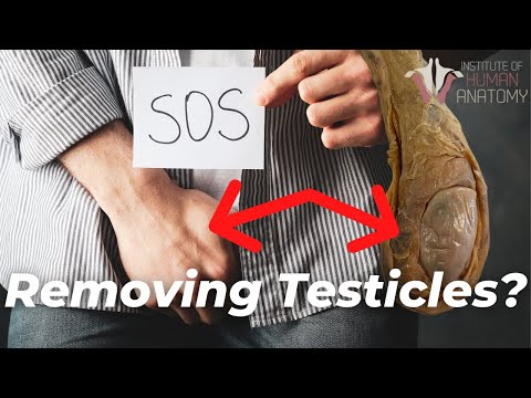Video: Welke testikel hangt meestal lager?