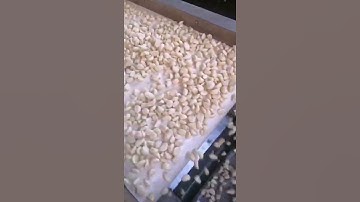 Angelon garlic color sorting machine/jasmine@ajlong.cn