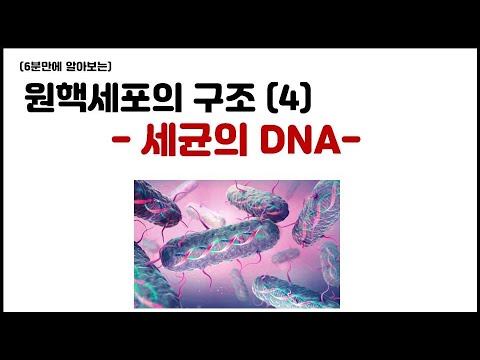 [세포] 4.7 원핵세포의 구조 - (4) DNA & 핵양체(nucleoid)