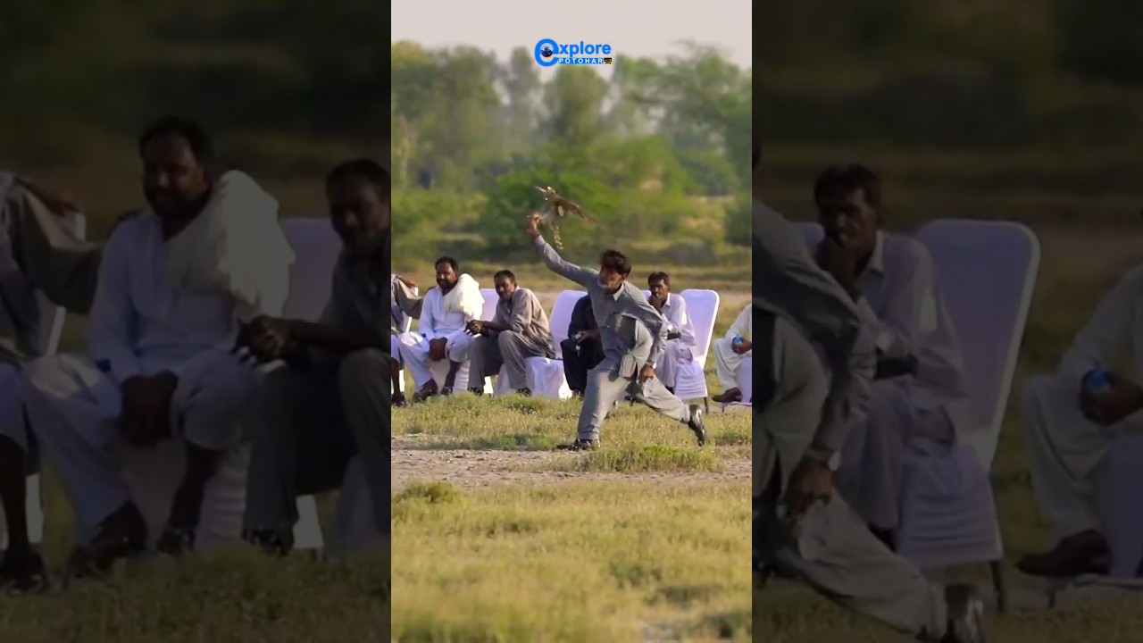 Goshawk and Quail speed Competition P3 / Raptor today and tomorrow P3 @ExplorePotohar