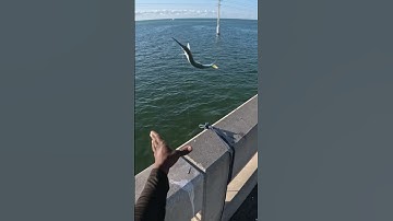 How to catch Ballyhoo using a Sabiki while Bridge Fishing in the FL Keys!