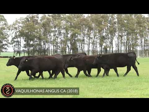 LOTE 71 -  VAQUILHONAS ANGUS CA (2018)