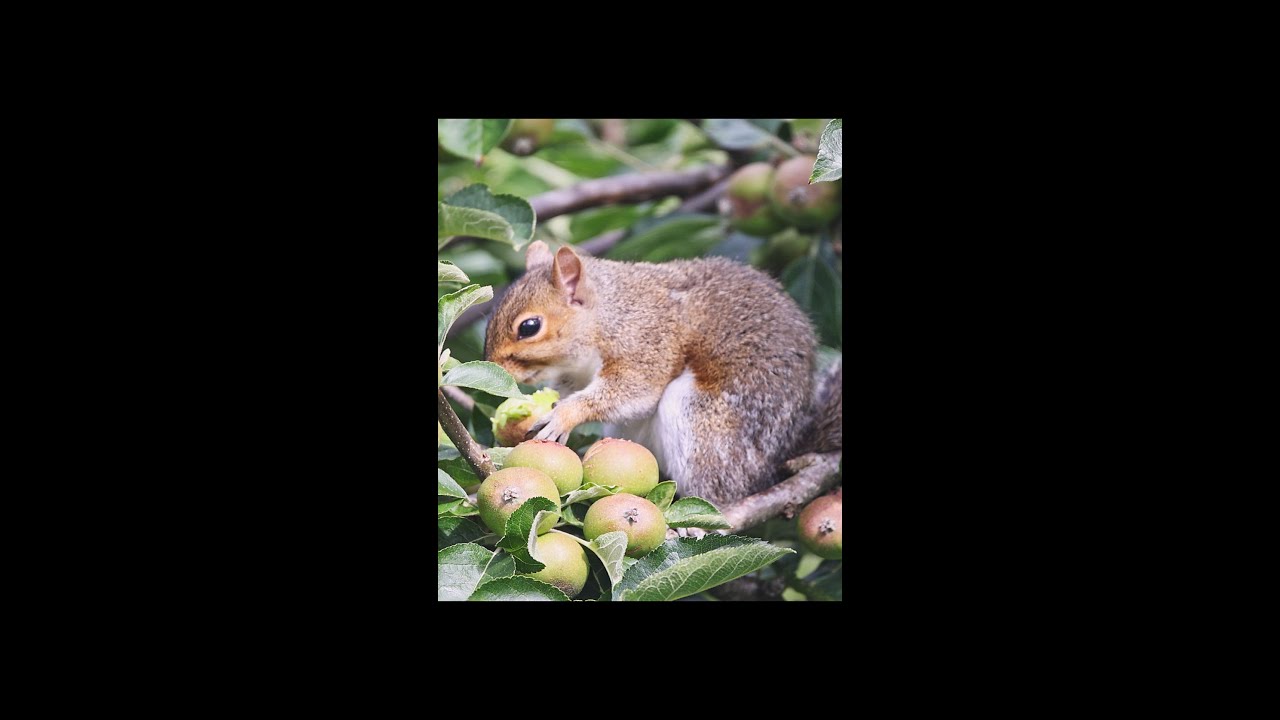 Cute squirrel eating apple