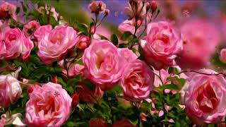 Футаж 🌺 Розовые розы -3