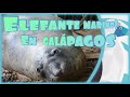 Galápagos un Elefante marino..?