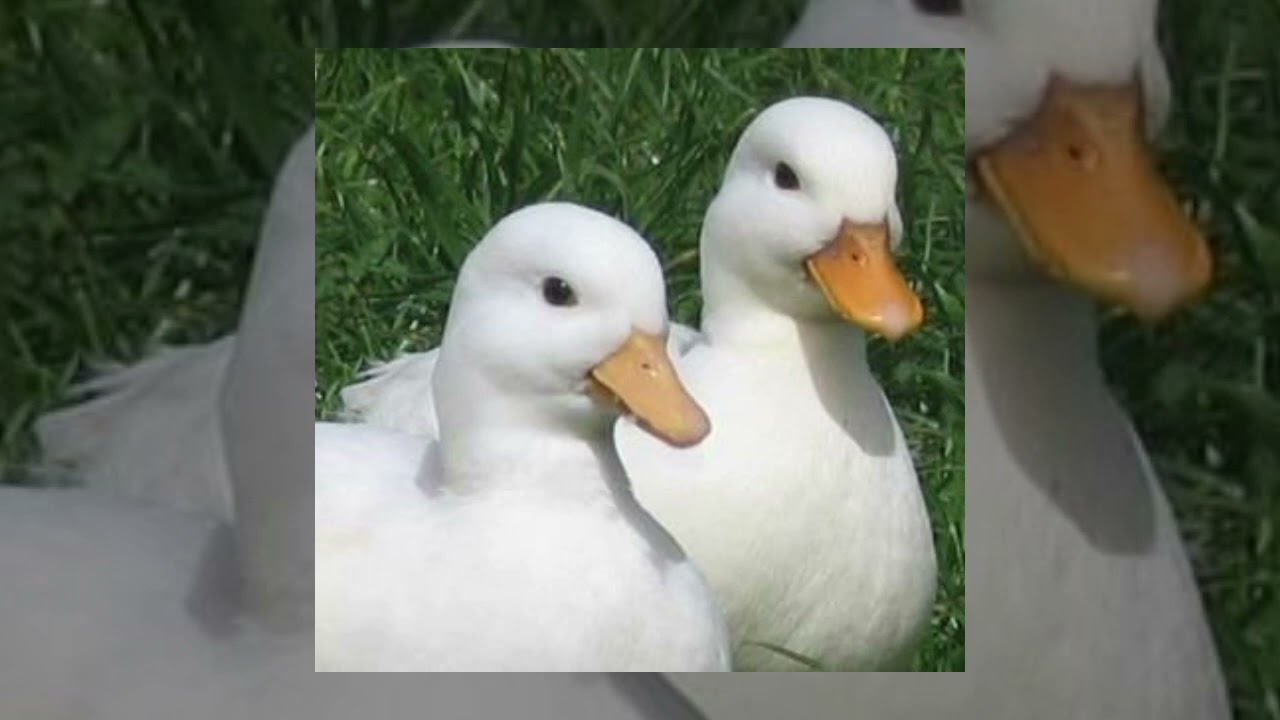 ABBA - Gimme Gimme Gimme! sped up